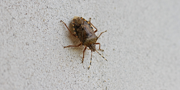 Effective Strategies To Keep Bugs Away From Outdoor Lighting