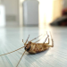 Do you need an exterminator for your home pest situation?