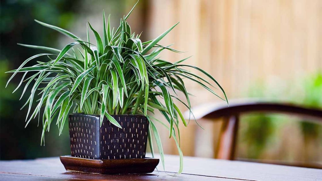 Care Tips For Your Indoor Condo Plants