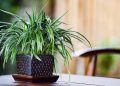 Care Tips For Your Indoor Condo Plants