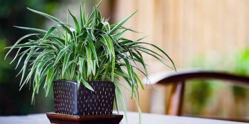 Care Tips For Your Indoor Condo Plants