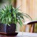 Care Tips For Your Indoor Condo Plants