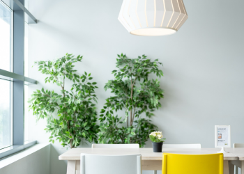 How to Use Indoor Plants for Your Living Room Makeover in Singapore