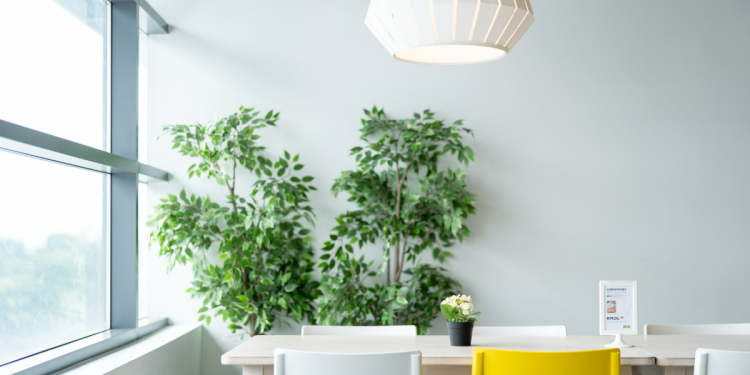 How to Use Indoor Plants for Your Living Room Makeover in Singapore