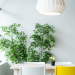 How to Use Indoor Plants for Your Living Room Makeover in Singapore