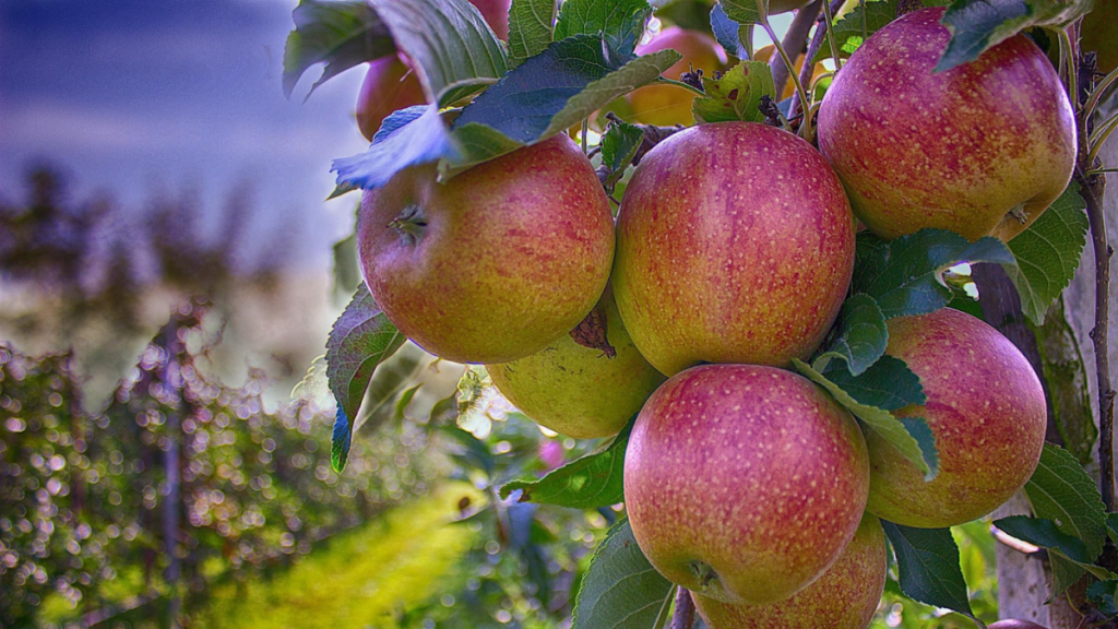 Growing Fruits in Singapore Tips for a Bountiful Home Orchard