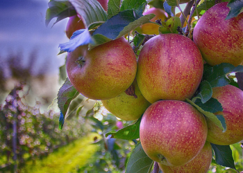 Growing Fruits in Singapore Tips for a Bountiful Home Orchard