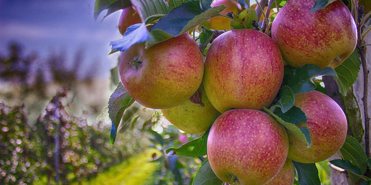 Growing Fruits in Singapore Tips for a Bountiful Home Orchard