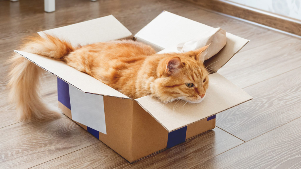 6 Helpful Tips when Moving with Your Pet