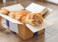 6 Helpful Tips when Moving with Your Pet