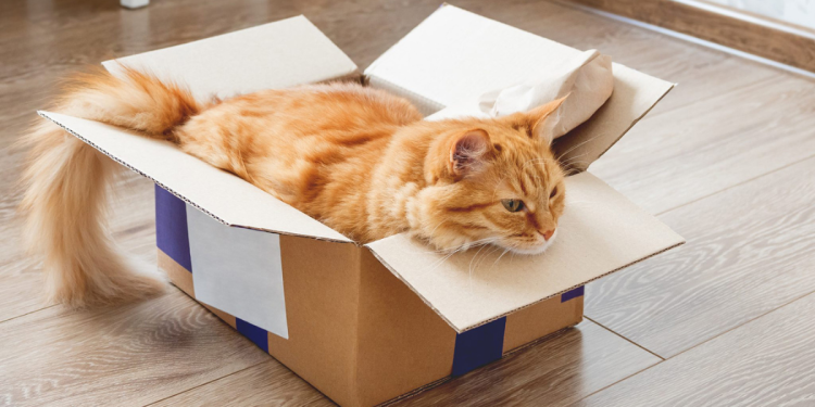 6 Helpful Tips when Moving with Your Pet