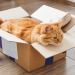 6 Helpful Tips when Moving with Your Pet