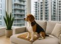Small dog relaxing on a balcony with city buildings in the background, adapting to condo living