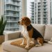 Small dog relaxing on a balcony with city buildings in the background, adapting to condo living